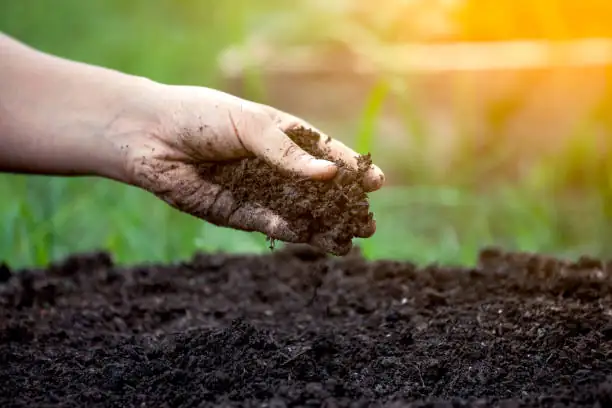 vervain pot gritty soil drainage