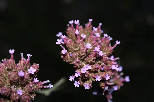 verbena flower spike close-up