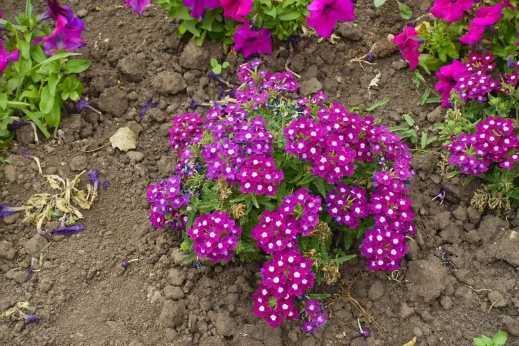 verbena full sun garden bed