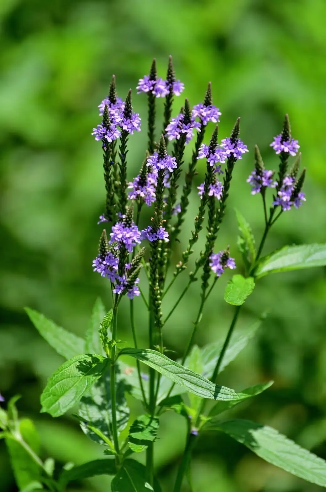 verbena with echinacea and rudbeckia