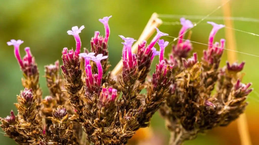 verbena deadheading with shears