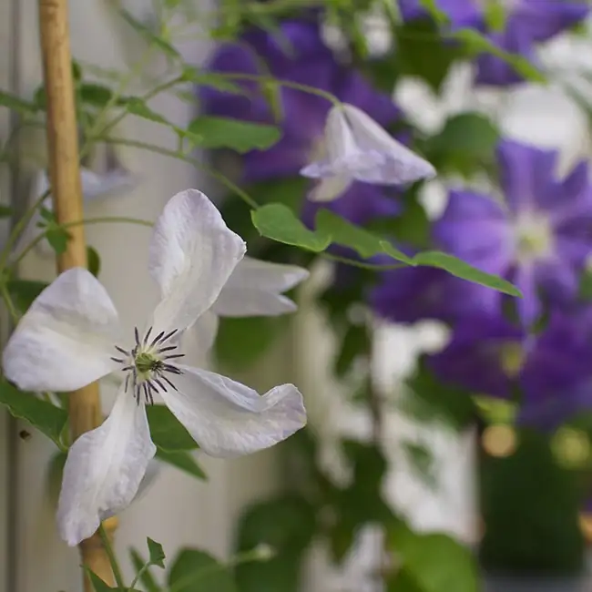 clematis flower varieties close up