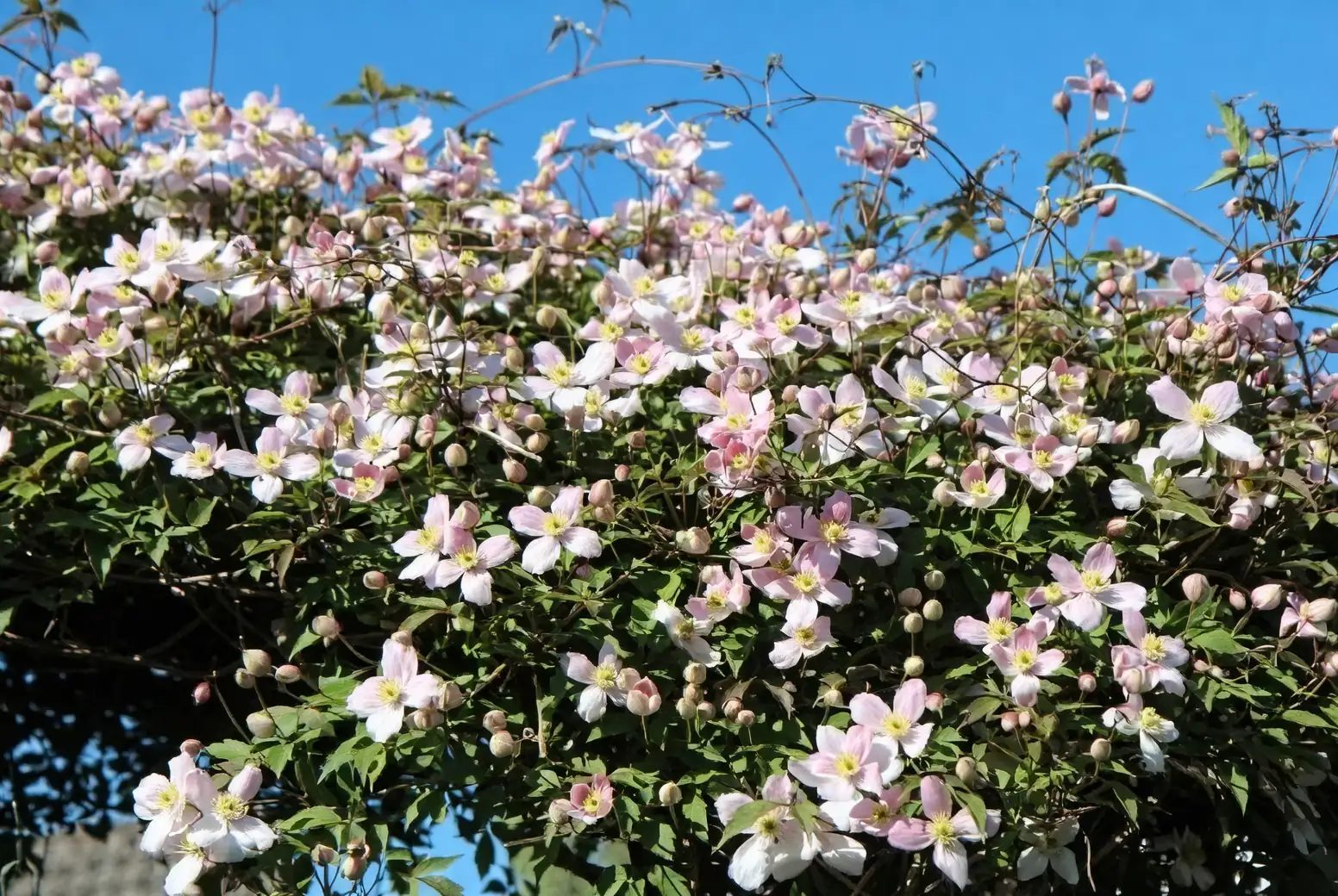 clematis pruning hands spring