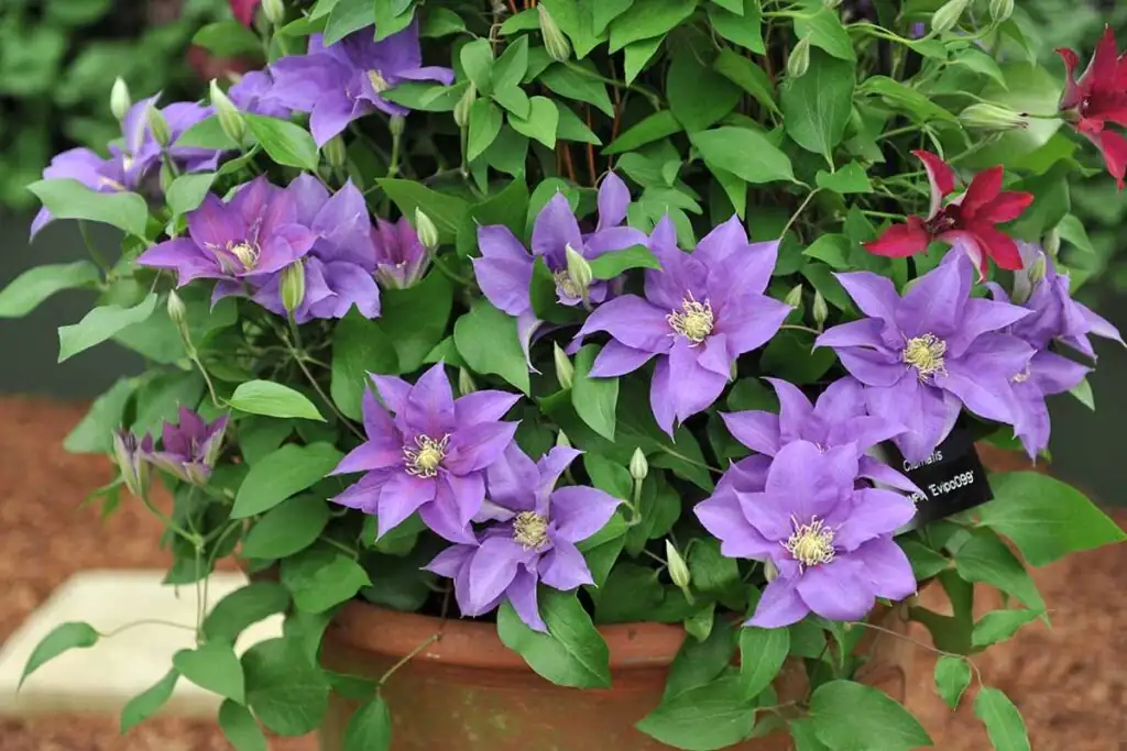 clematis pot mulch root shade