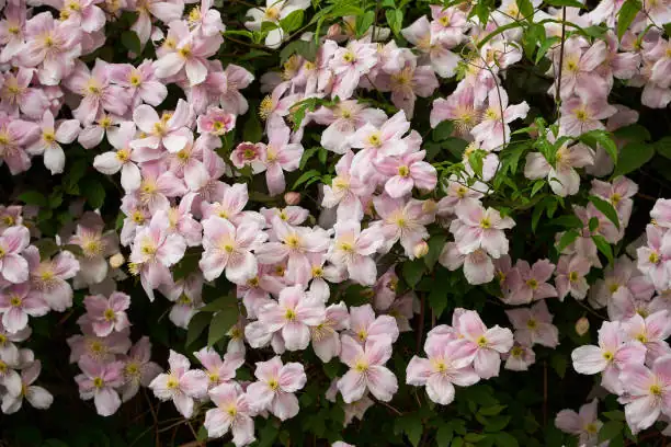 clematis arch arbor blooming