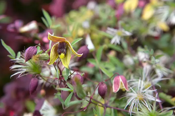 clematis mulch root shade