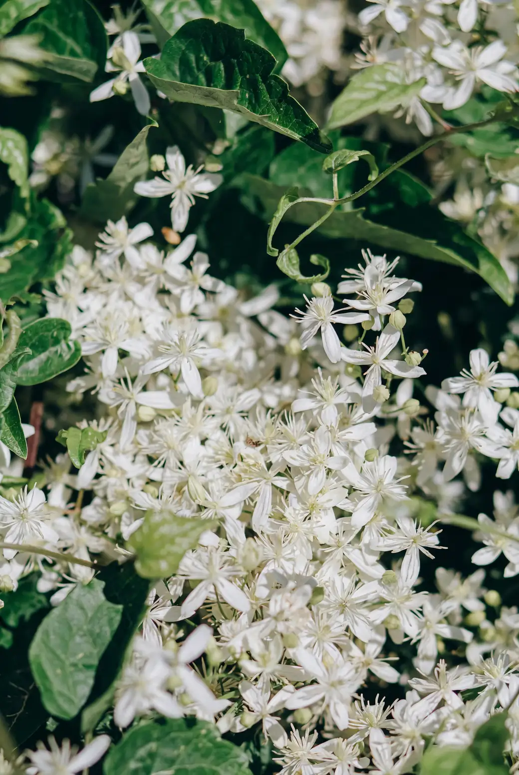 clematis wild white flowers stream