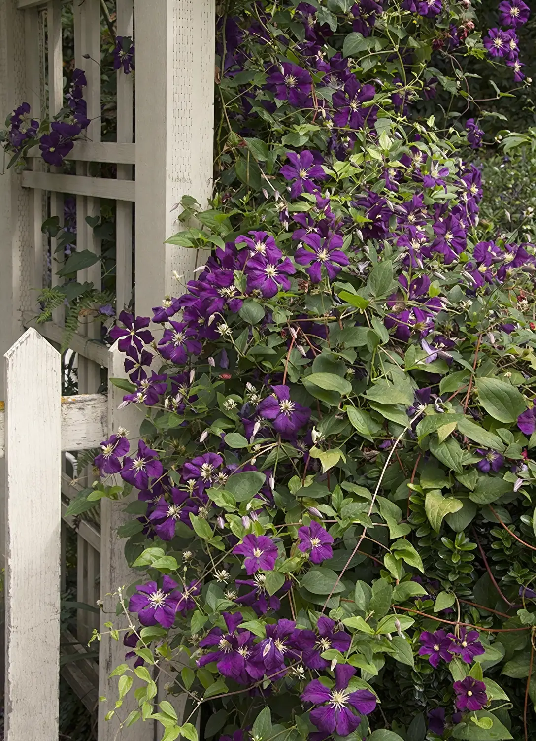 clematis jackmanii brick wall trellis
