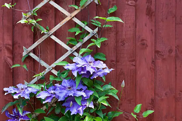clematis leaf petiole twining trellis close-up