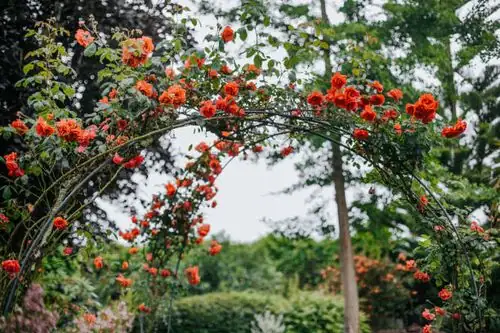 clematis and climbing rose arch