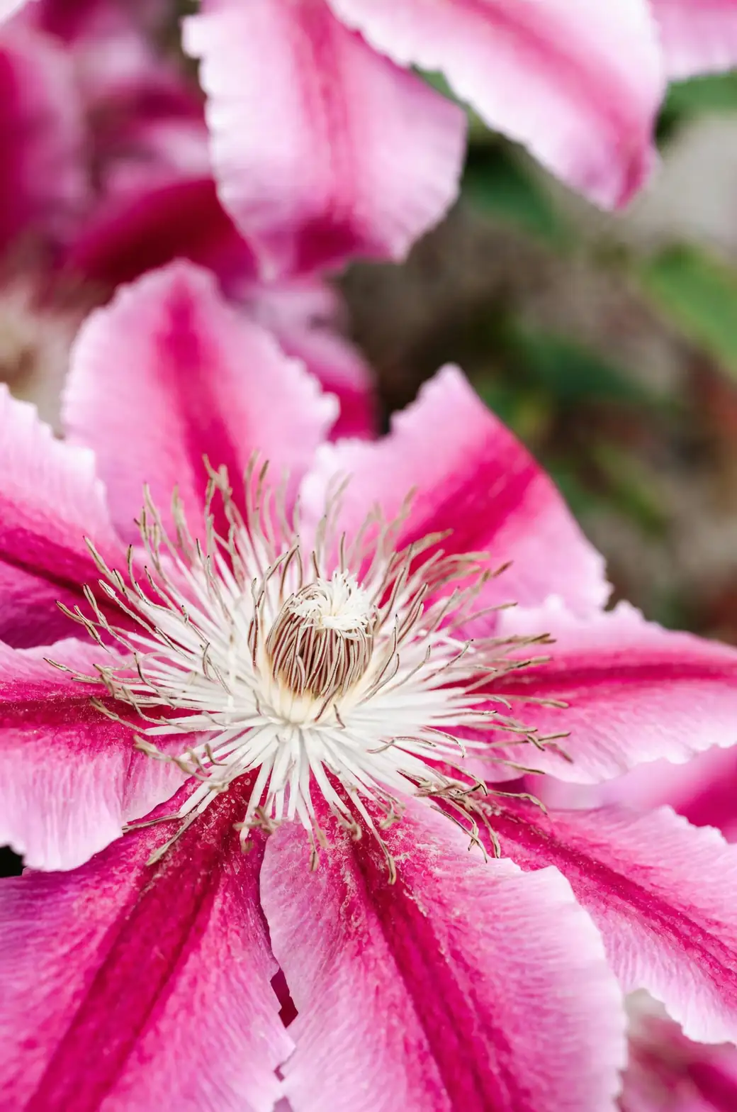 clematis petiole wrapping support close up