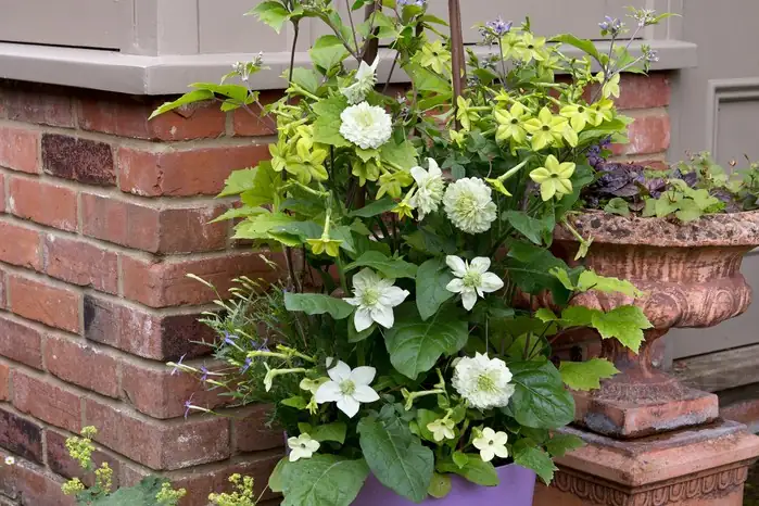 clematis container mulch shade base