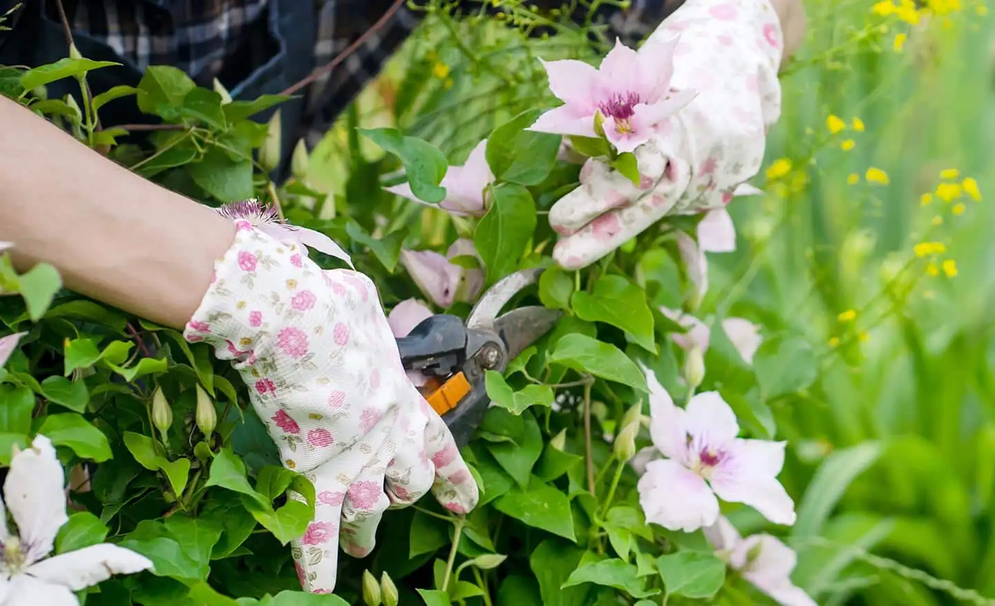 clematis pruning shears on trellis