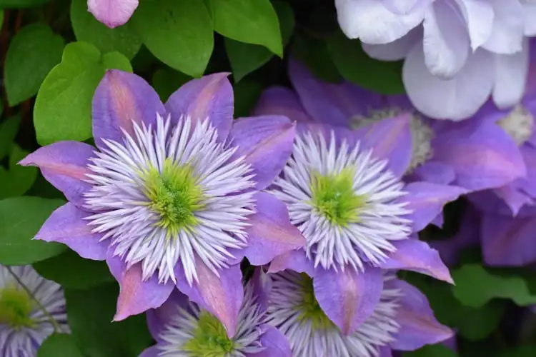 clematis crystal fountain double flower