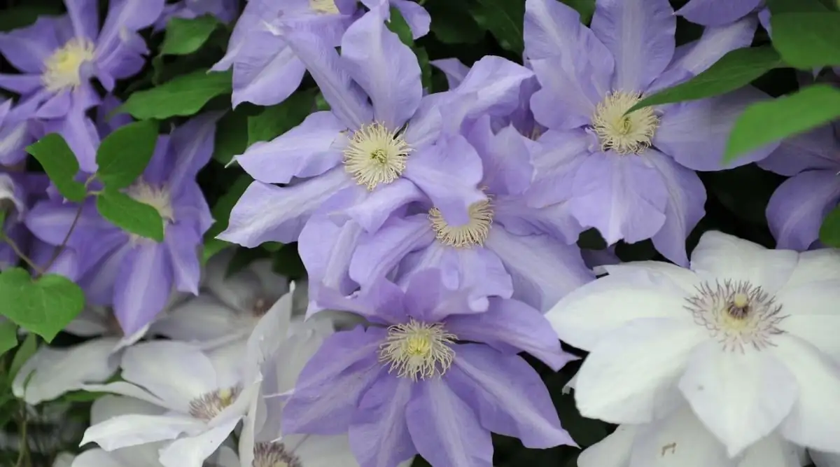 white and purple clematis flowers
