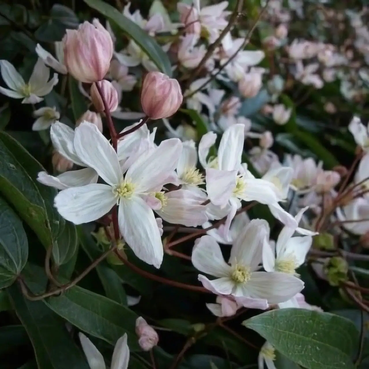clematis arch at house entrance