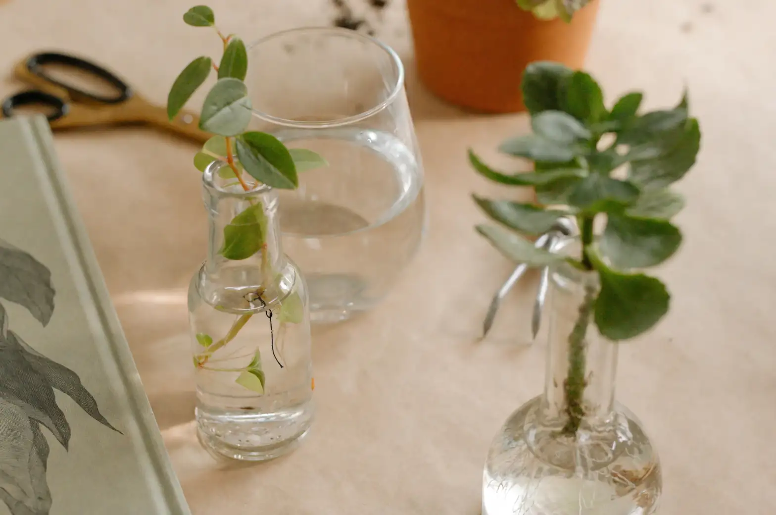 clematis cuttings perlite tray