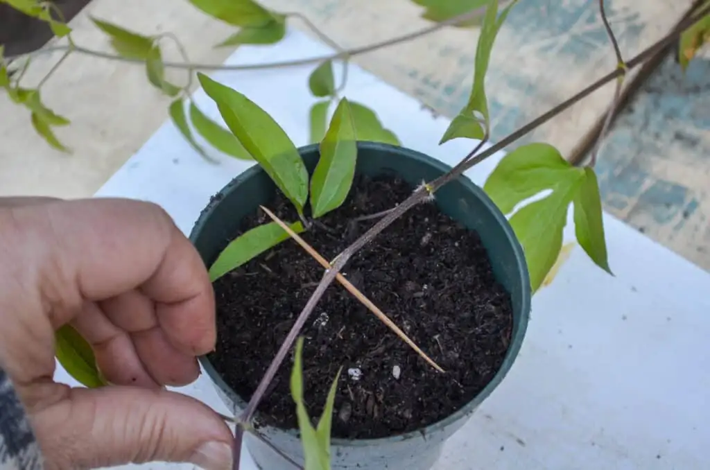 clematis layering garden soil