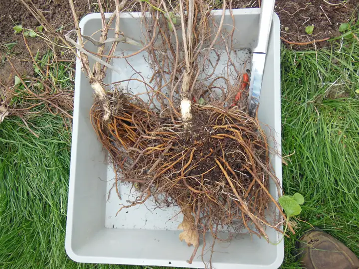 clematis root division spring