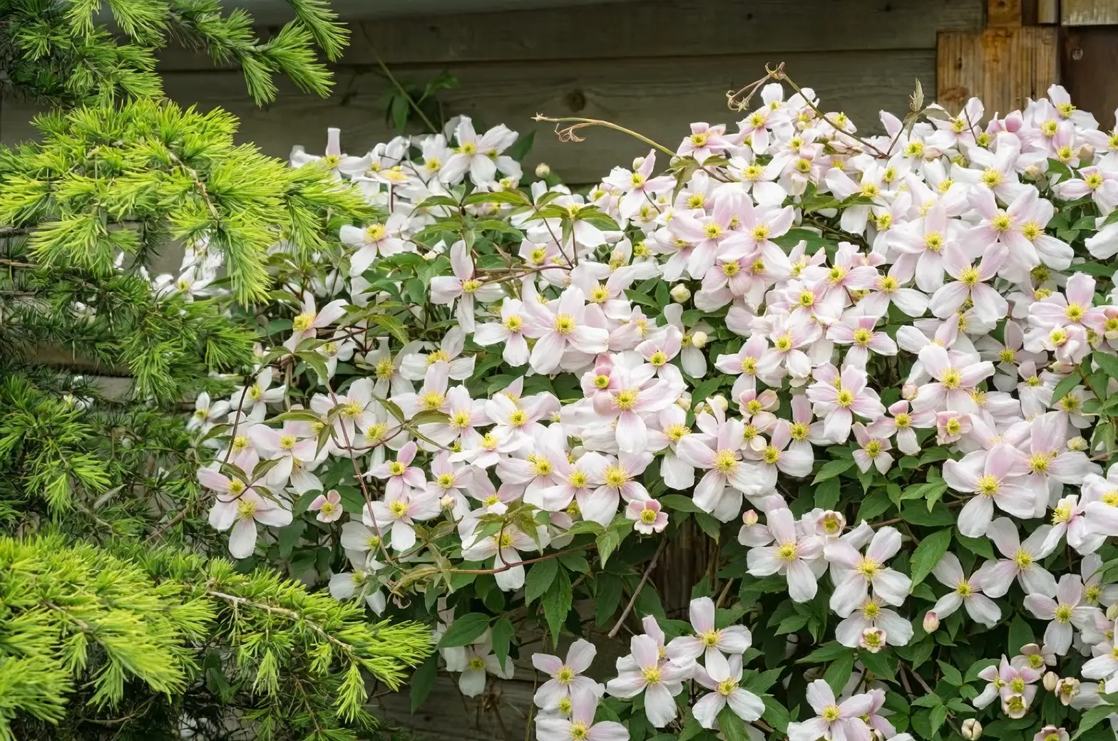 clematis seedlings grow rack