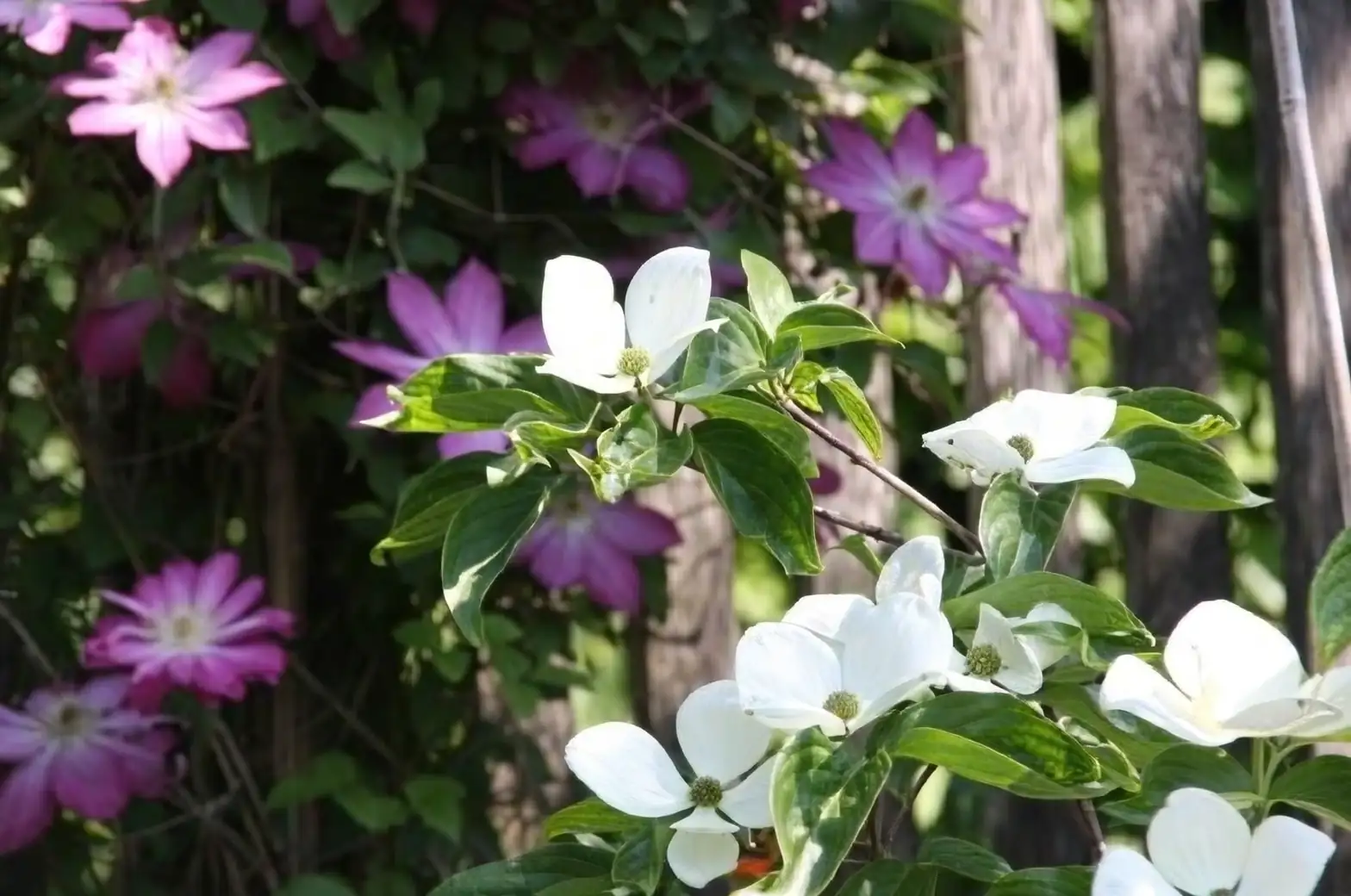 clematis balcony morning sun