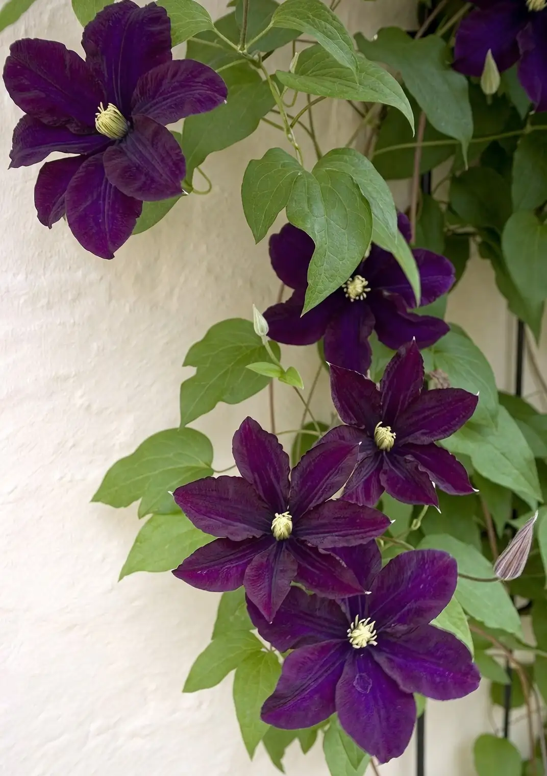 clematis purple white flower wall