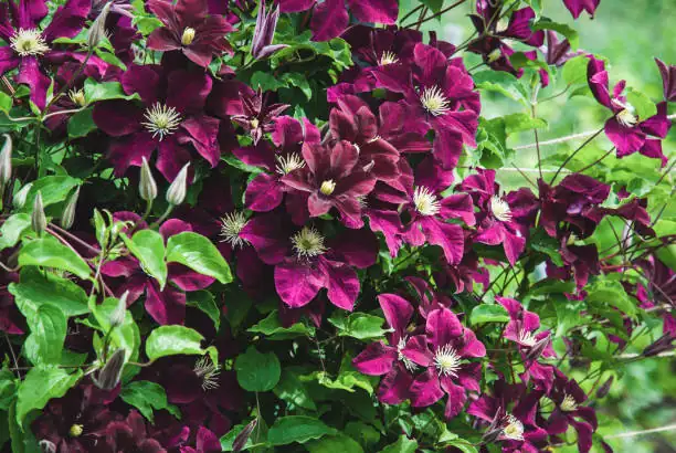 clematis door arch blue purple