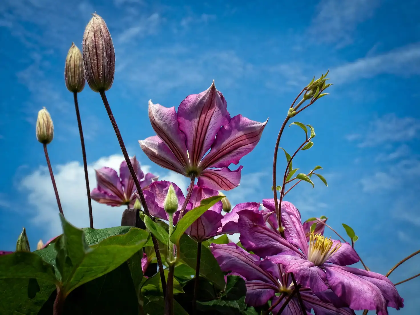clematis purple with yellow coreopsis border