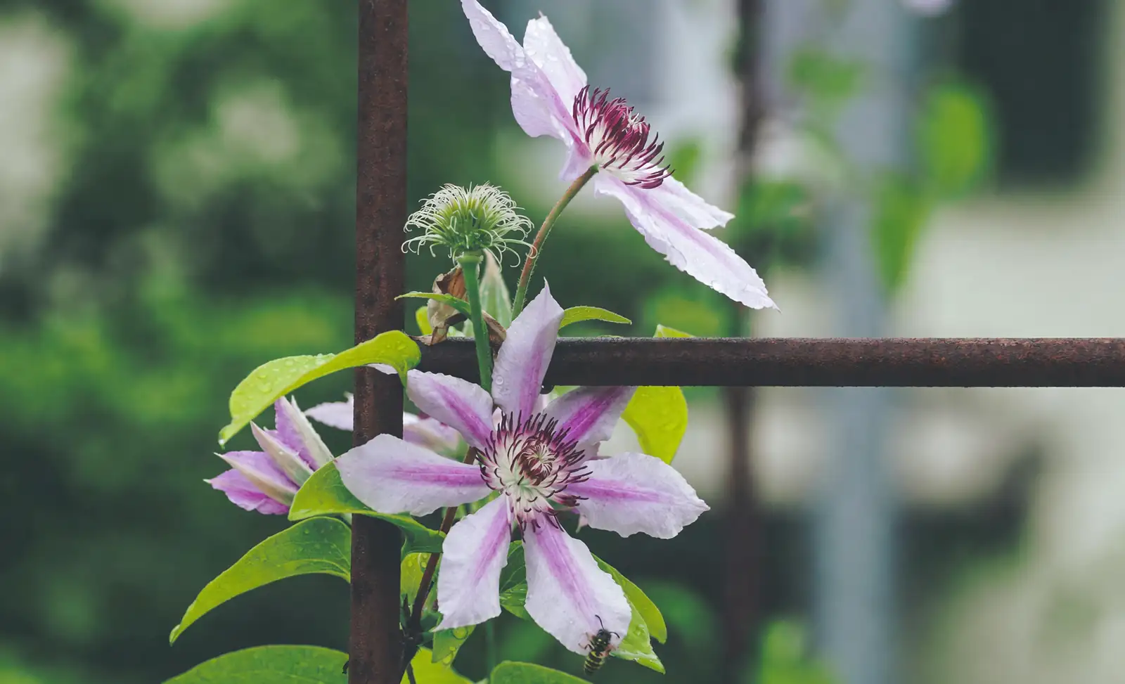 clematis in container balcony trellis