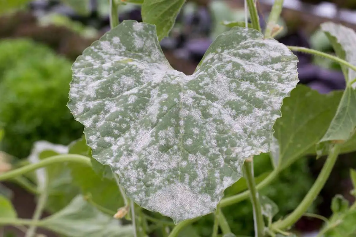 clematis powdery mildew leaf close-up