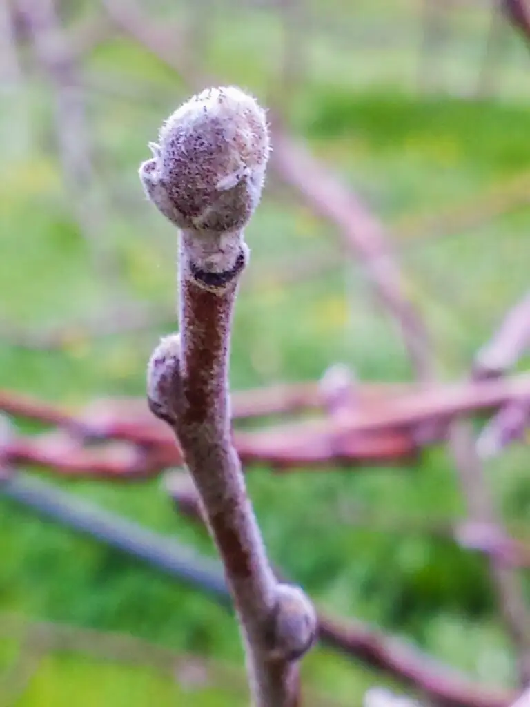 clematis flower bud vs leaf bud