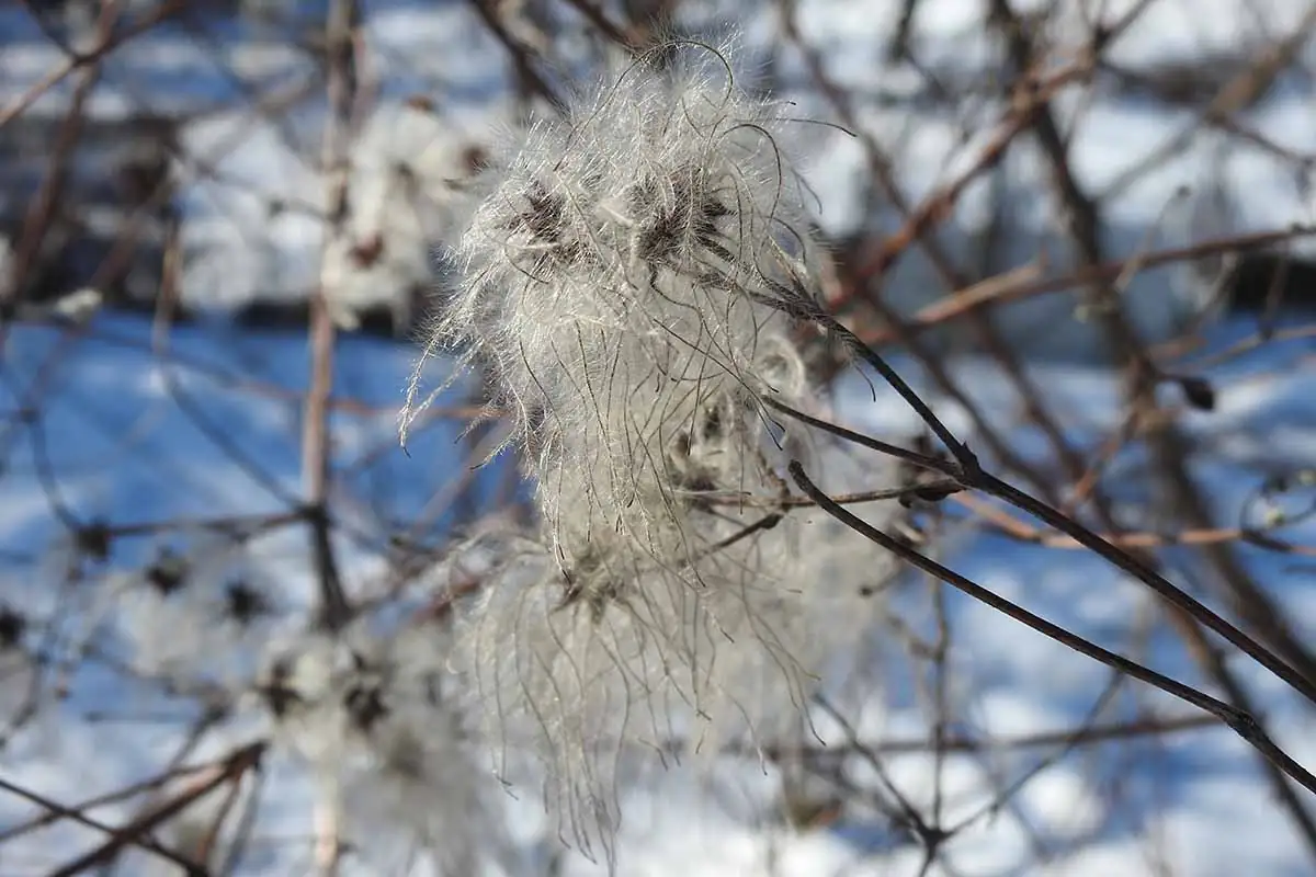 clematis winter pruning base cut