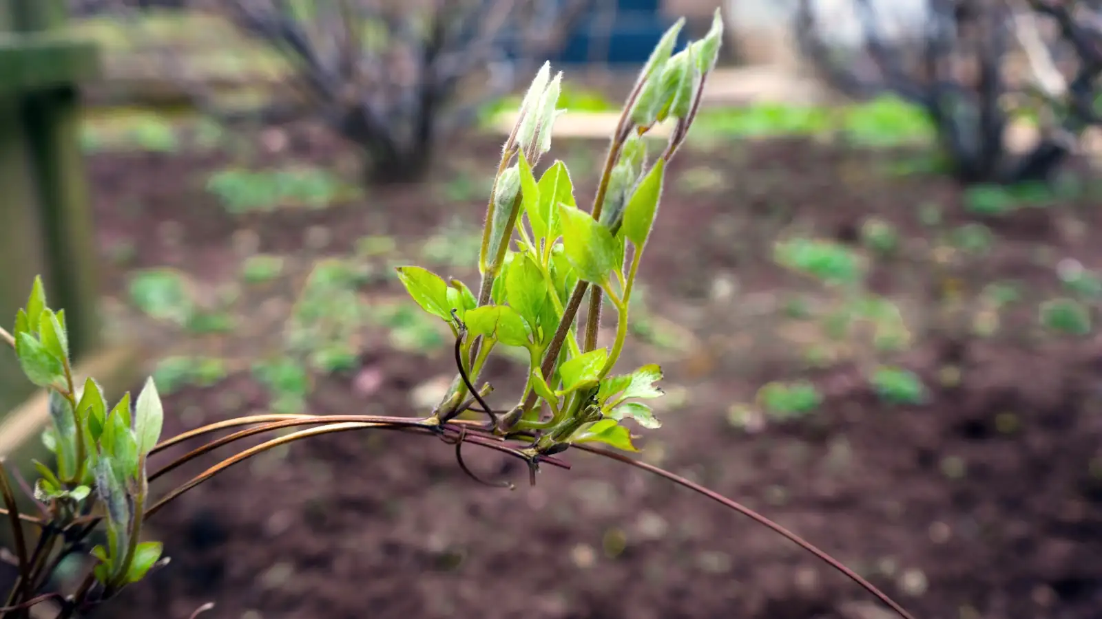 clematis young plant pinching