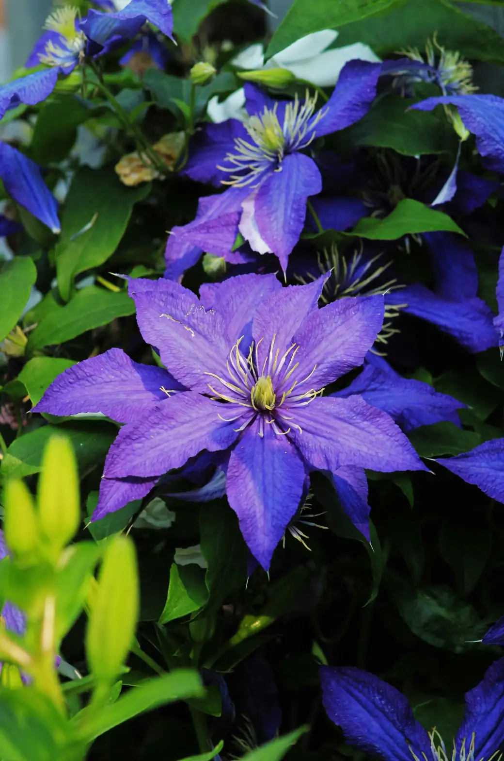 clematis iron chlorosis leaves close-up