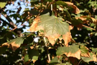 clematis leaf scorch close-up