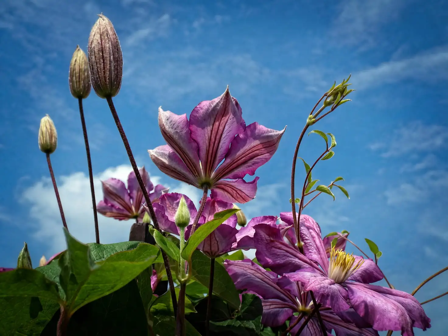 clematis base groundcover shade