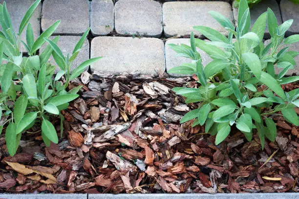 clematis mulch bark pebbles