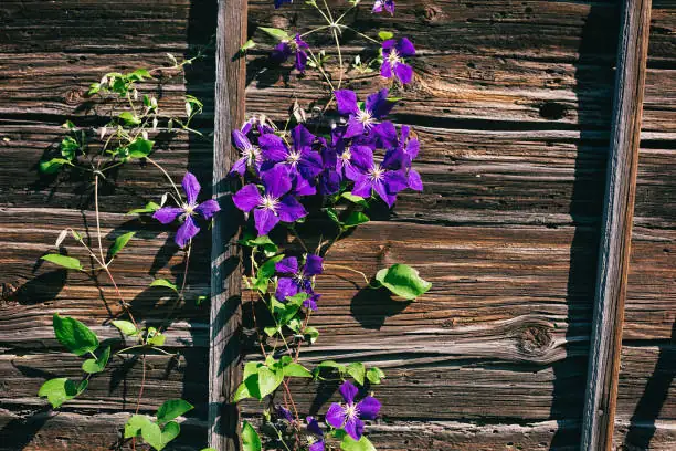clematis Comtesse de Bouchaud balcony railing