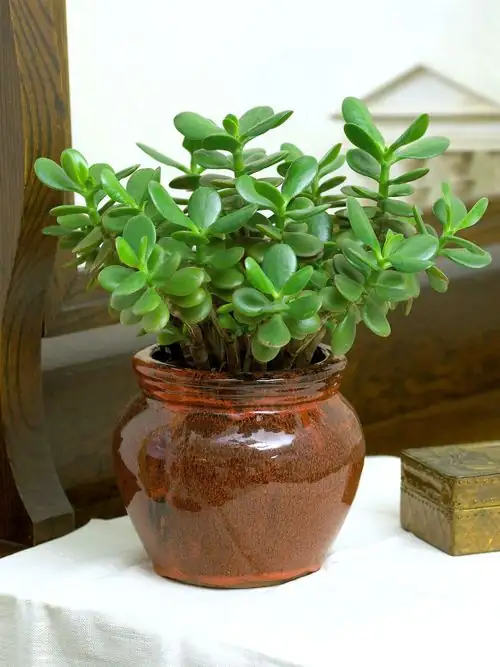 jade plant watering along pot edge
