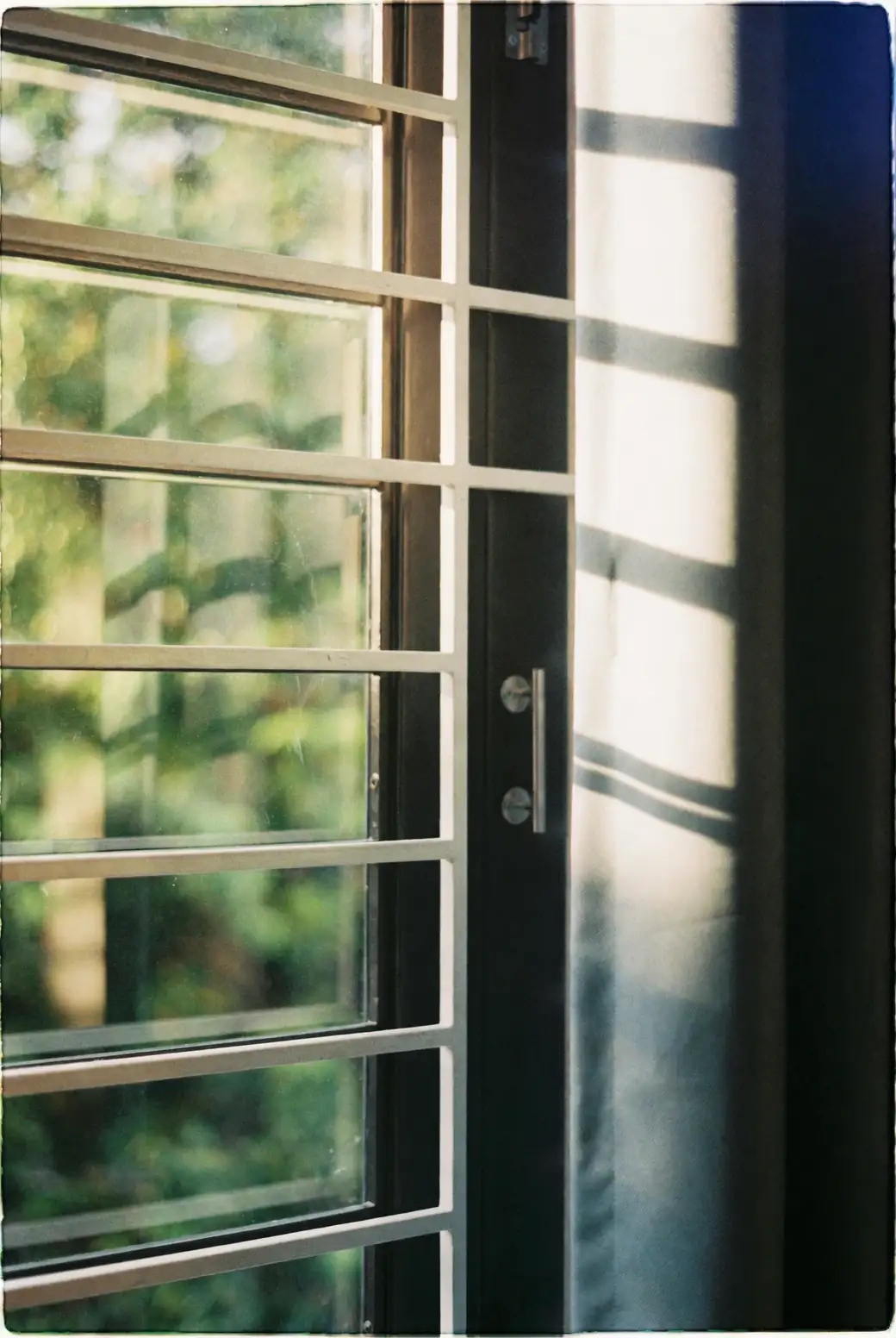 jade plant south window sunlight