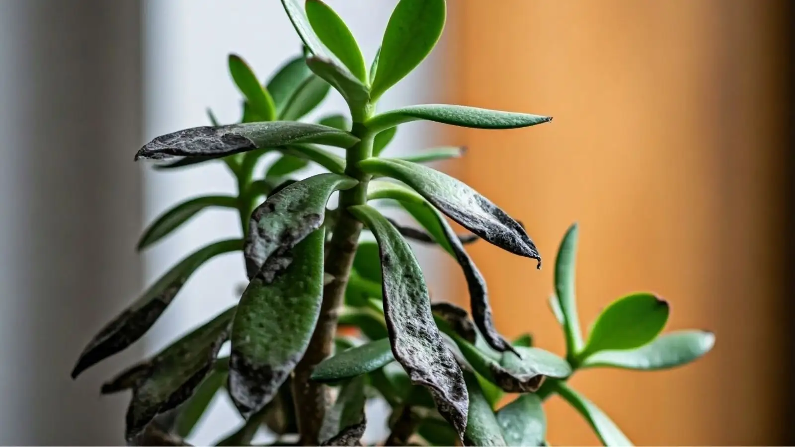 jade plant rotten roots close-up