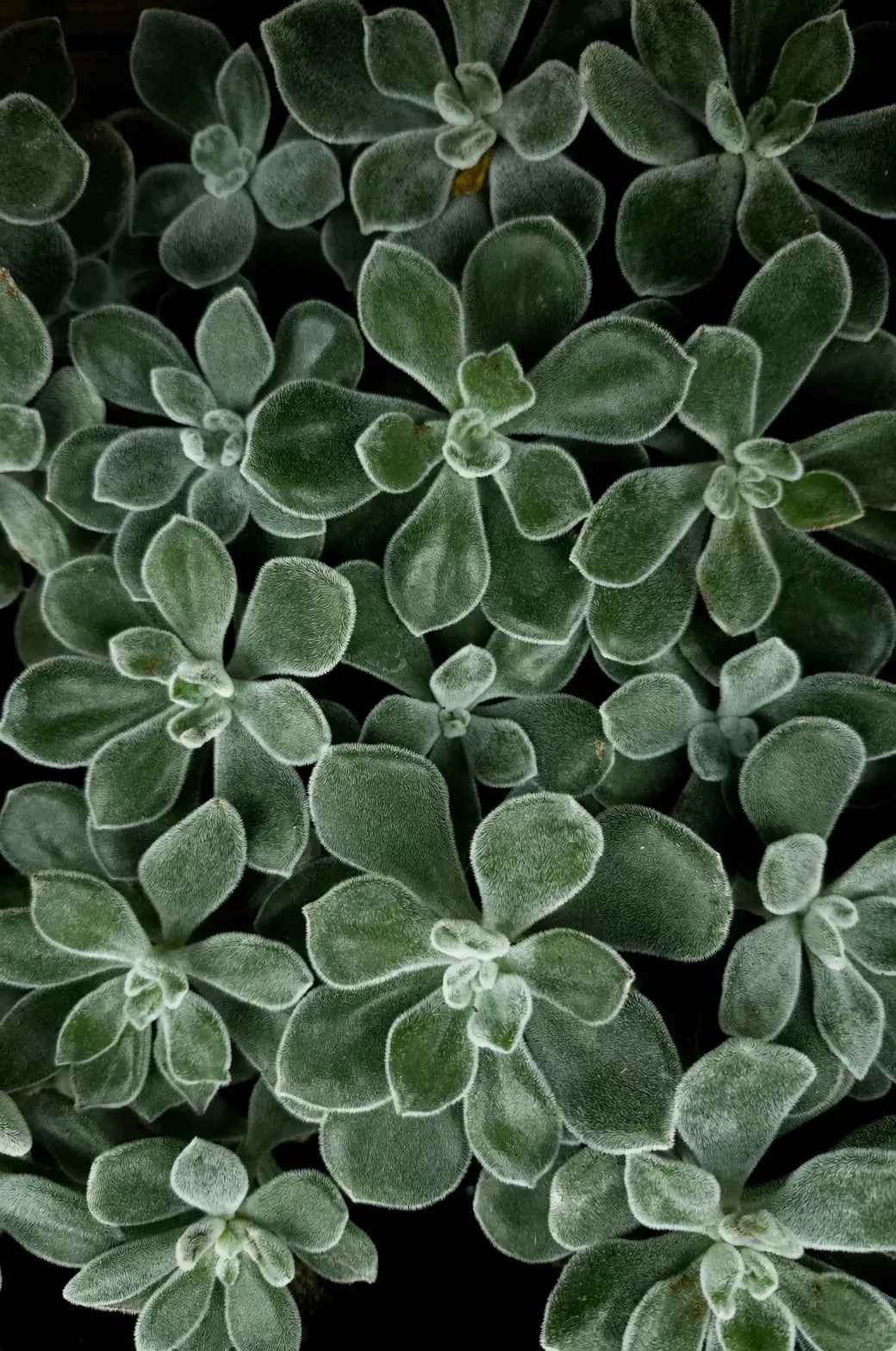 jade plant leaf red edges close-up