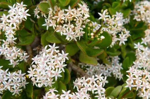 jade plant flowers bee close-up