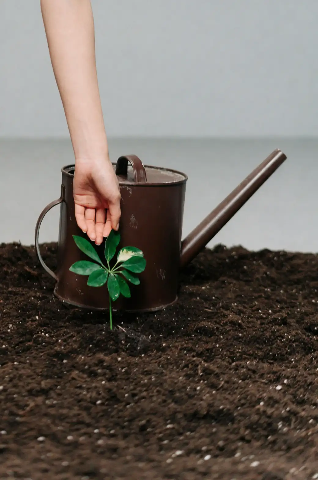 jade plant watering dry soil