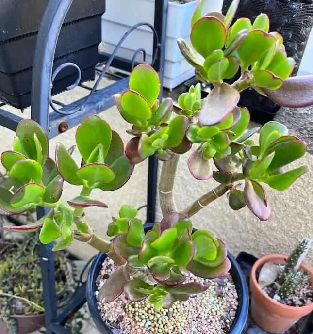 jade plant red leaf edges