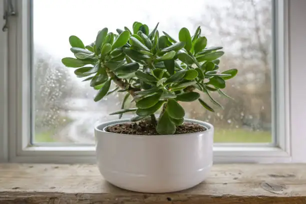 jade plant winter flowers close-up