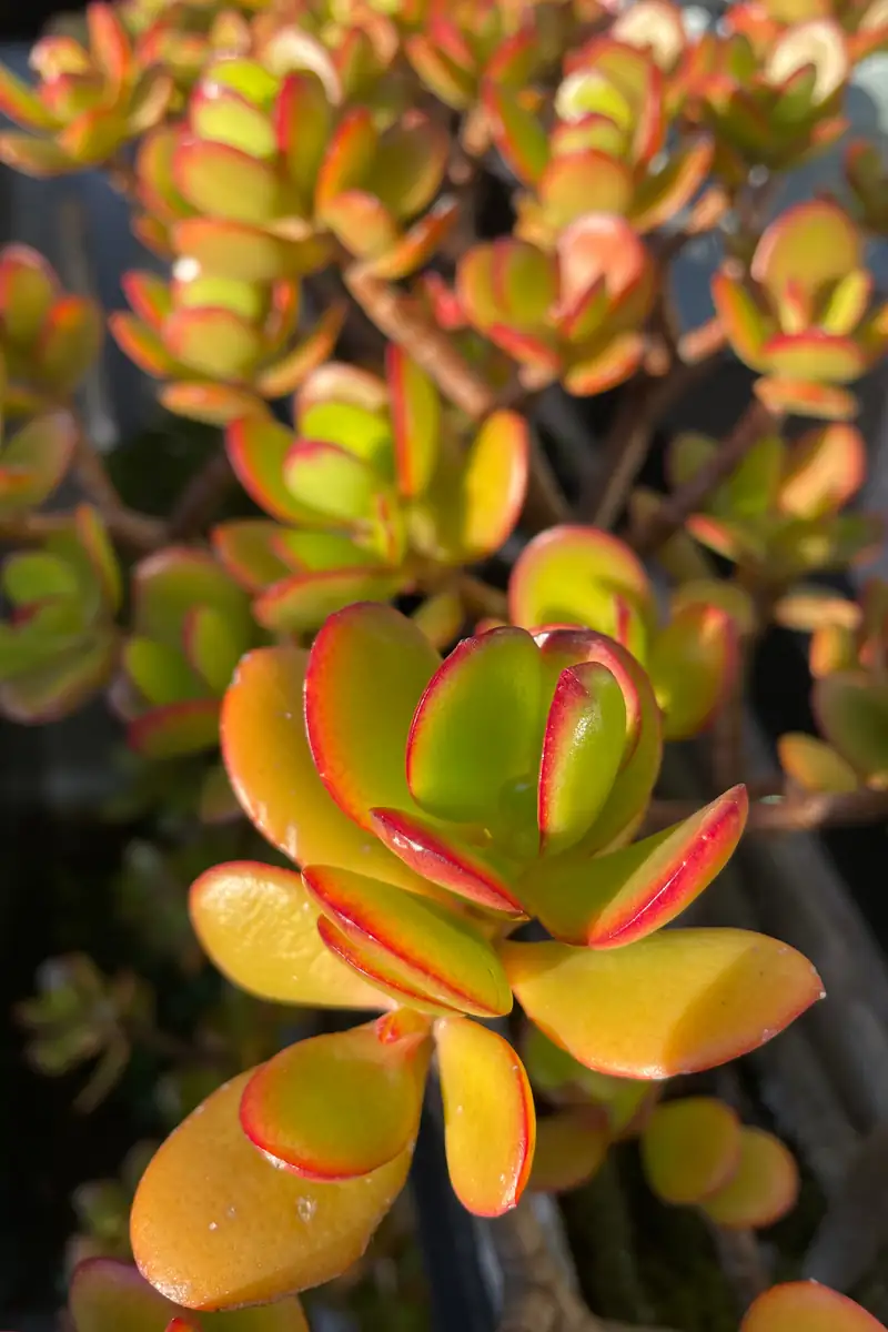 jade plant red leaf edges close-up