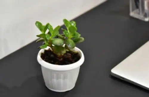 jade plant office desk near window