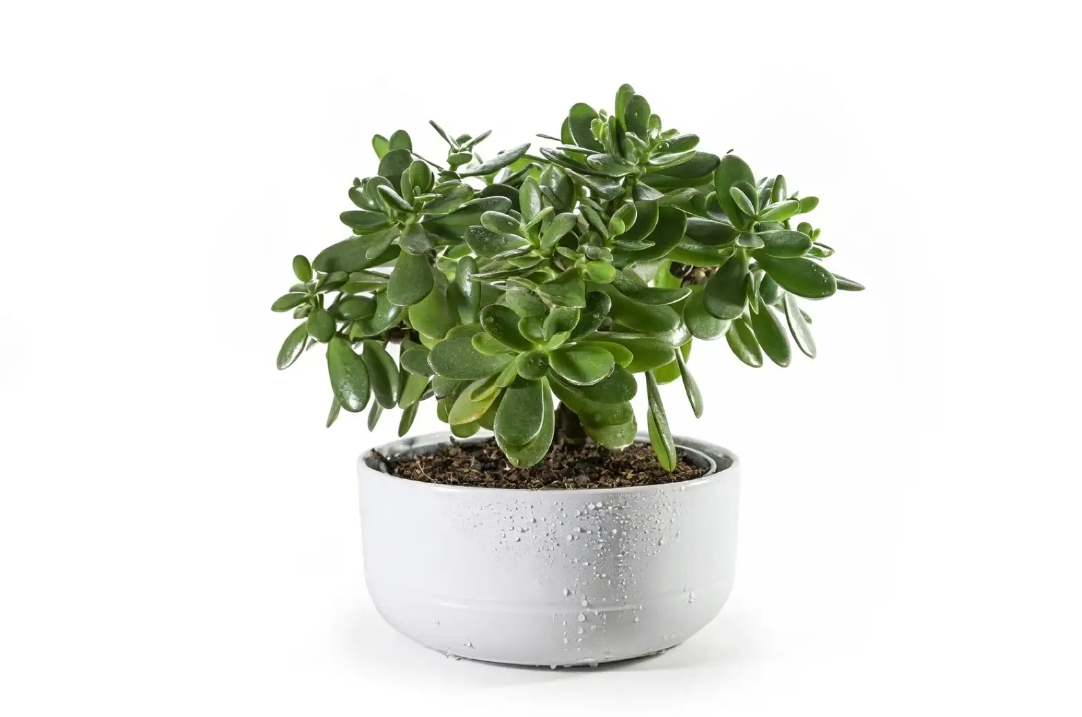 jade plant vs money tree leaves