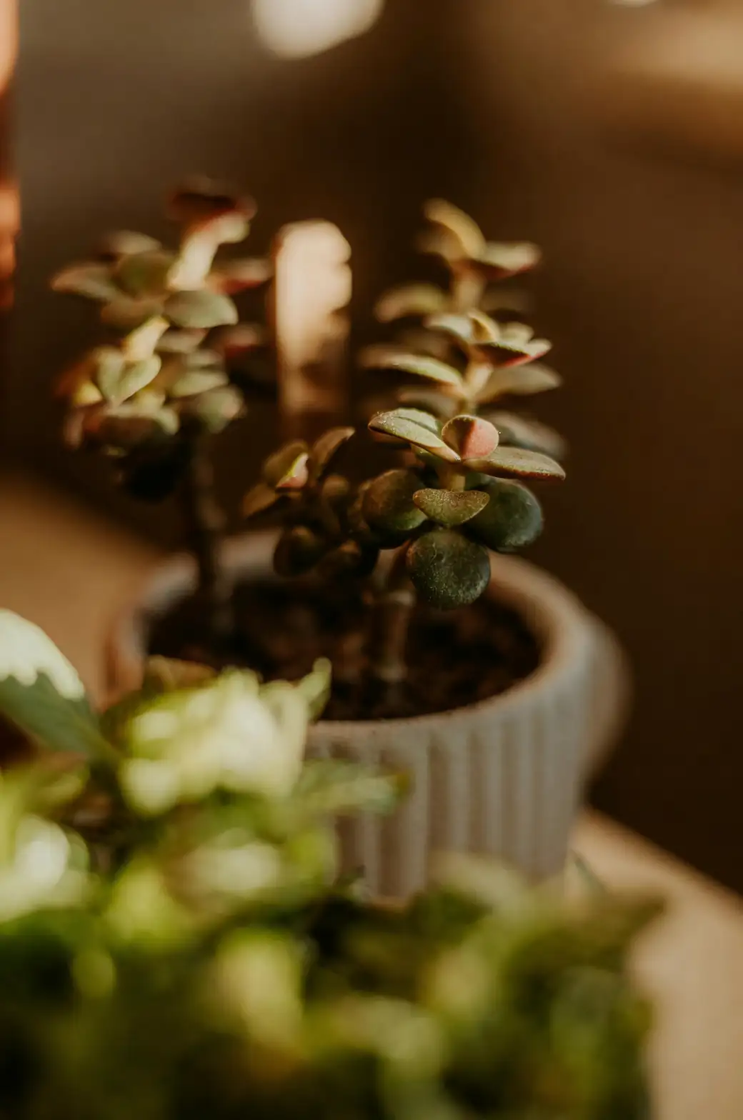 jade plant leaf callus close-up